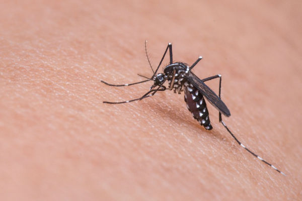 repelente de mosquitos en Carethy.es