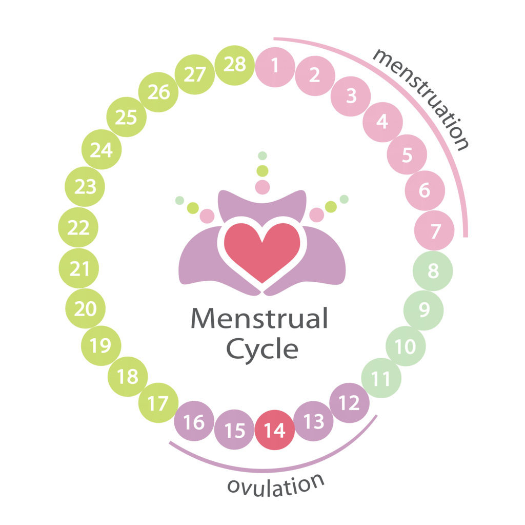días fértiles de la mujer ciclo menstrual días fértiles de la mujer ciclo menstrual
