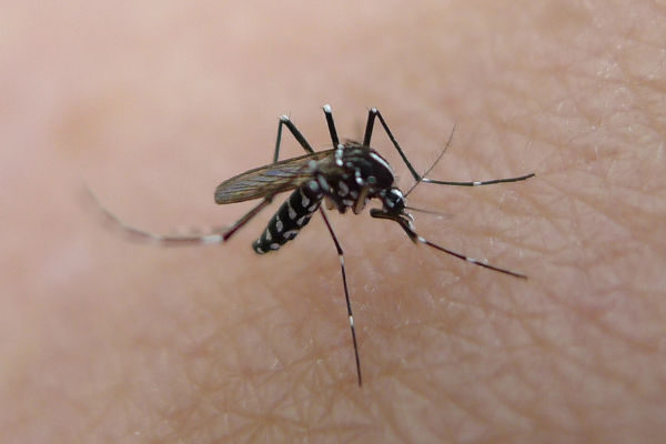El mejor repelente de mosquitos