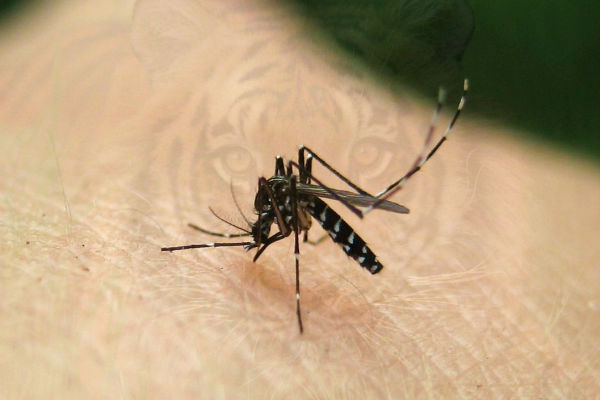 repelente mosquitos tigre